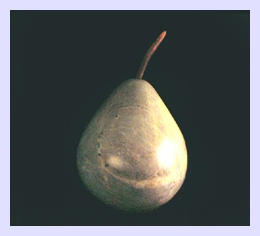 Anjou Pear.  Click on this image for enlargement and measurements